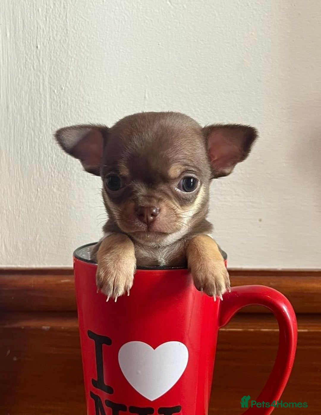 Chihuahua dogs for stud: Chico the Charmer- Russian Lines Champion Pedigree in Chester - Image 23