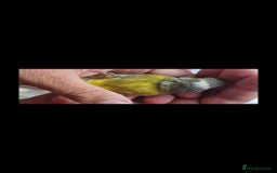 Canaries birds for sale: Two Canary Birds for sale, £20 each - Image 27