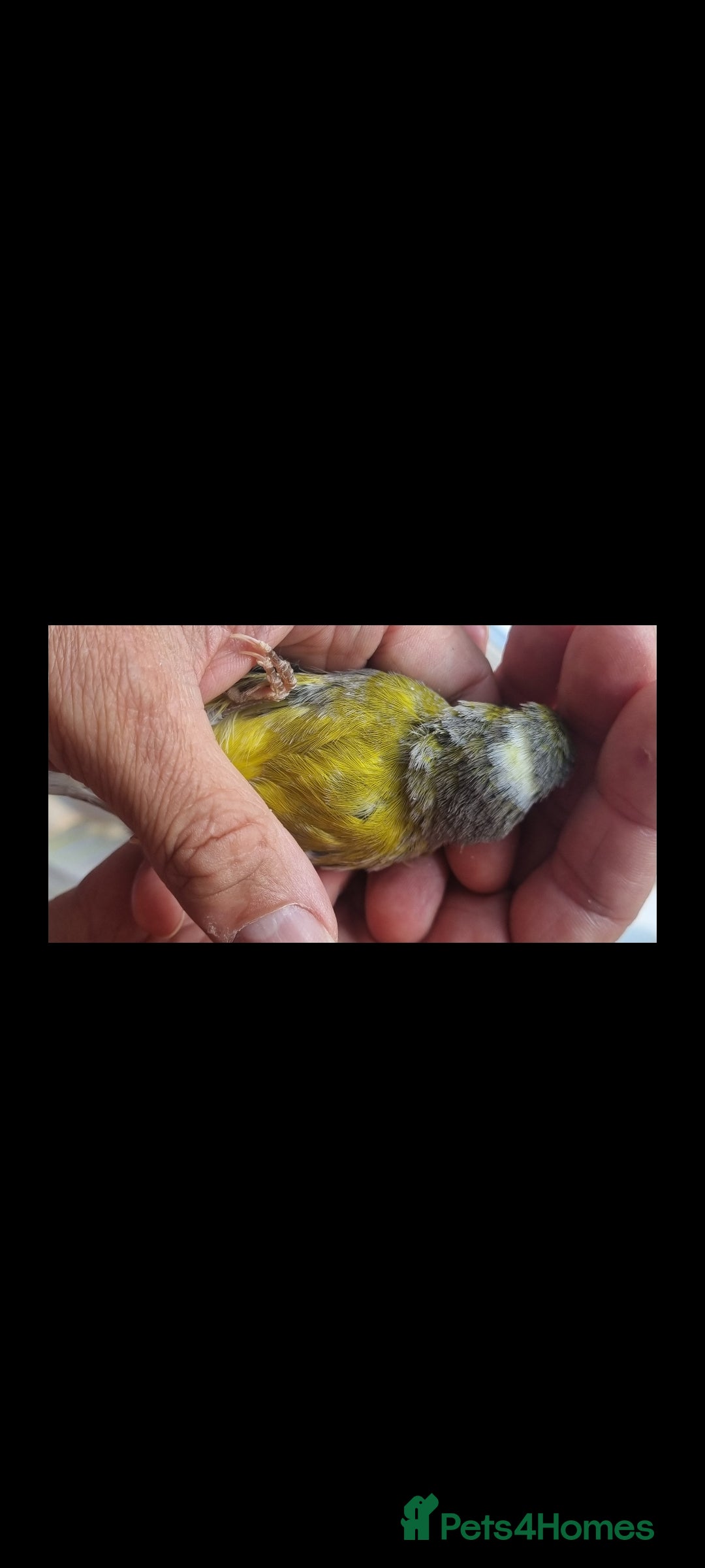 Canaries birds for sale: Two Canary Birds for sale, £20 each - Image 27