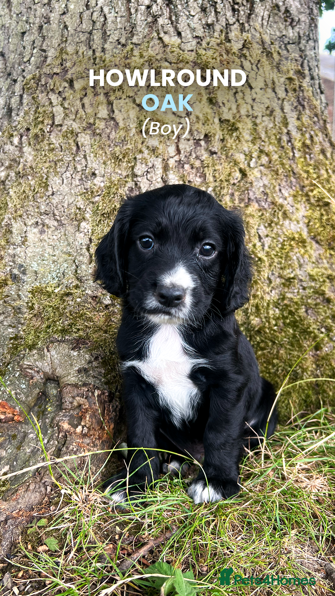 Cocker Spaniel dogs for sale: Cocker Spaniel male left KC Registered Docked  - Image 3
