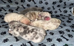 French Bulldog dogs for sale: Merle/Lilac/Isabella Fawn Frenchies - Image 2