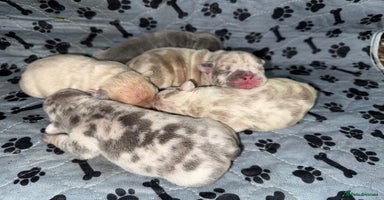 French Bulldog dogs - Advert 12