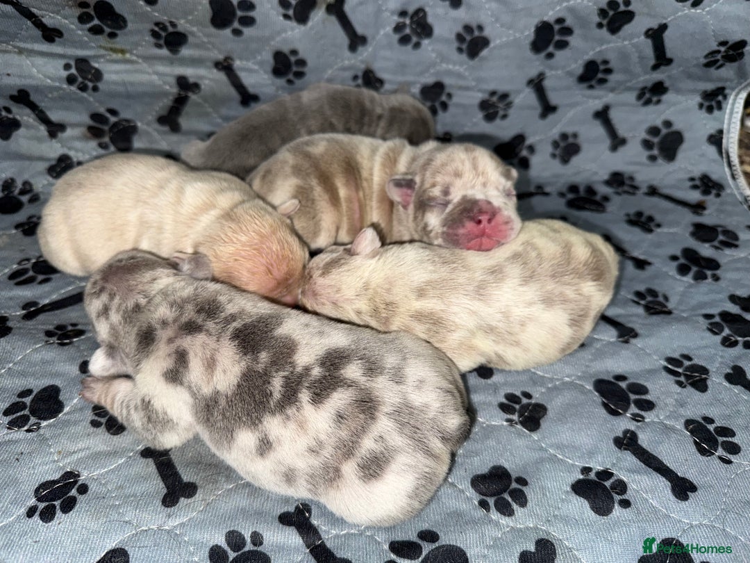 French Bulldog dogs for sale: Merle/Lilac/Isabella Fawn Frenchies - Image 2