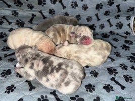 French Bulldog dogs - Advert 11