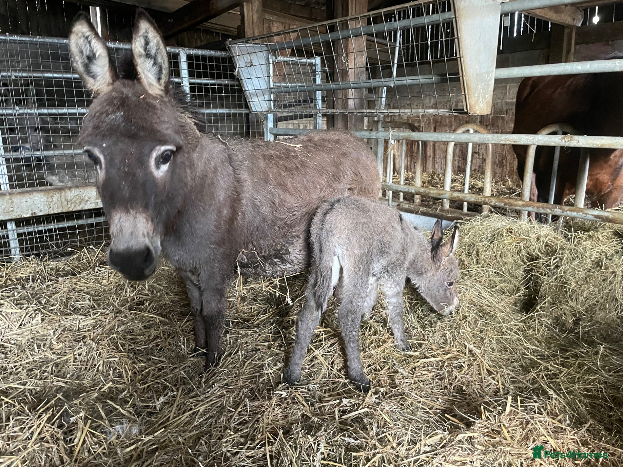 Miniature horses Buddy the Miniature Mediterranean Donkey - Advert 2