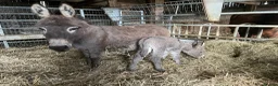 Miniature horses for sale: Buddy the Miniature Mediterranean Donkey - Advert 2
