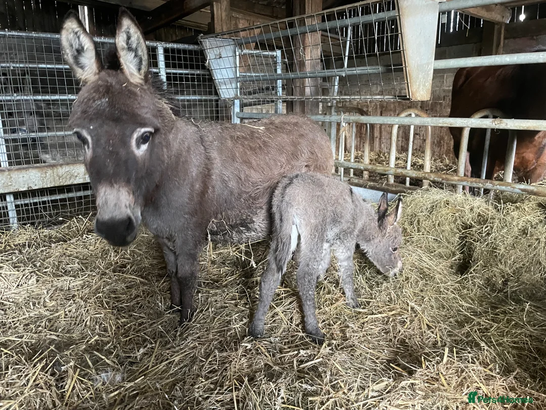 Miniature horses for sale: Buddy the Miniature Mediterranean Donkey - Advert 2