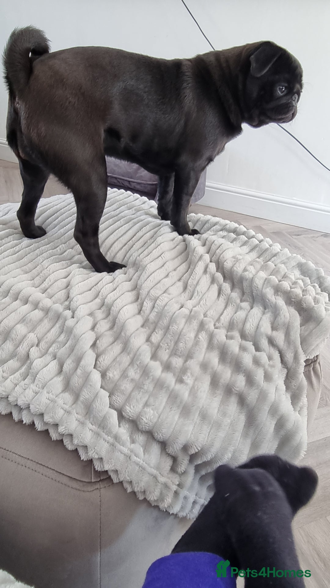 Pug dogs for sale: 3 year old female pug - Image 3