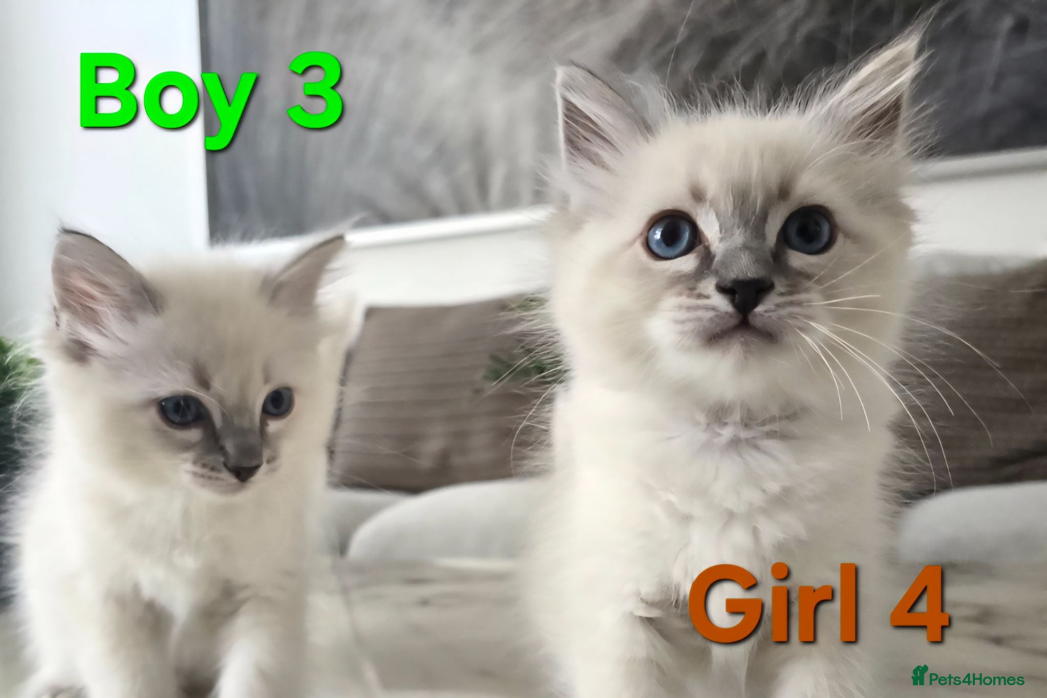 Ragdoll cats 🤍Pure Ragdoll Blue Point & Lynx Kittens Ready Now - Advert 2