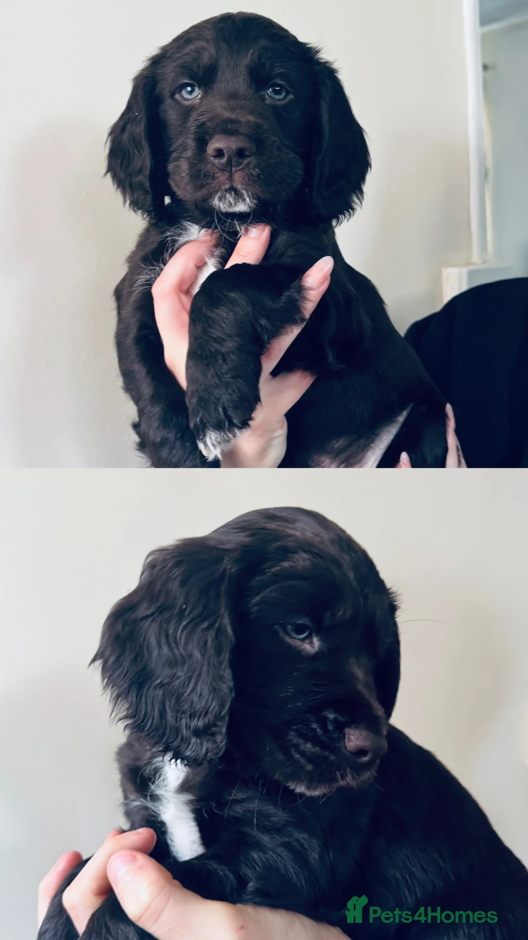 Sprocker dogs for sale: Gorgeous Sprocker Puppies Looking for 5* Homes - Advert 2