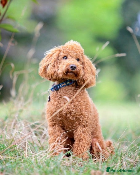 Miniature Poodle dogs FOR STUD. WELL PROVEN MINIATURE POODLE in Grimsby - Advert 11