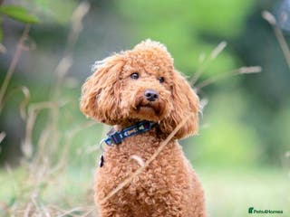 Miniature Poodle dogs FOR STUD. WELL PROVEN MINIATURE POODLE in Grimsby - Advert 17