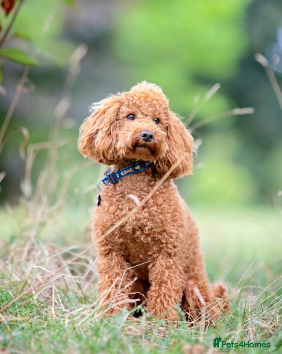 Miniature Poodle dogs for stud: FOR STUD. WELL PROVEN MINIATURE POODLE in Grimsby - Advert 1