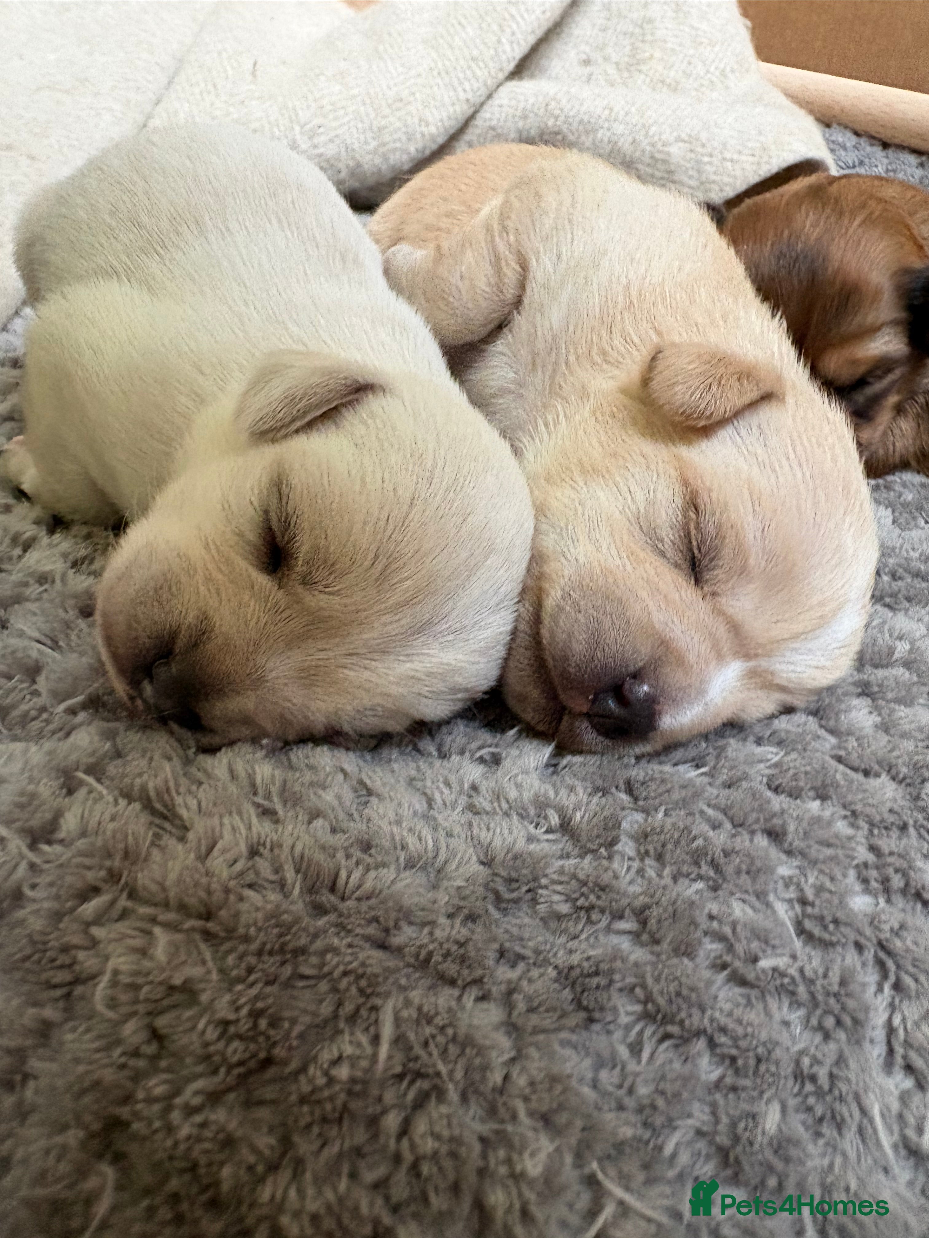 Mixed Breed dogs Cavachon x Chihuahua / healthy pups - Advert 3