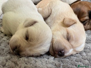 Mixed Breed dogs Cavachon x Chihuahua / healthy pups - Advert 14