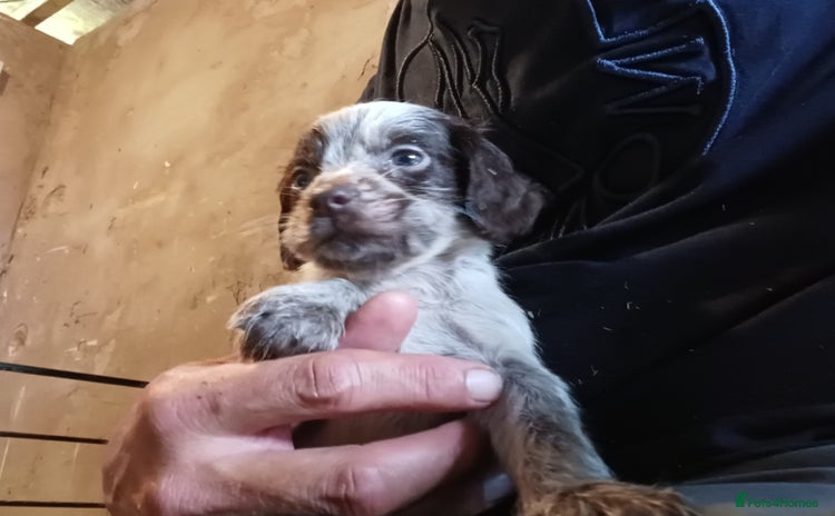 Cocker Spaniel dogs - Advert 4