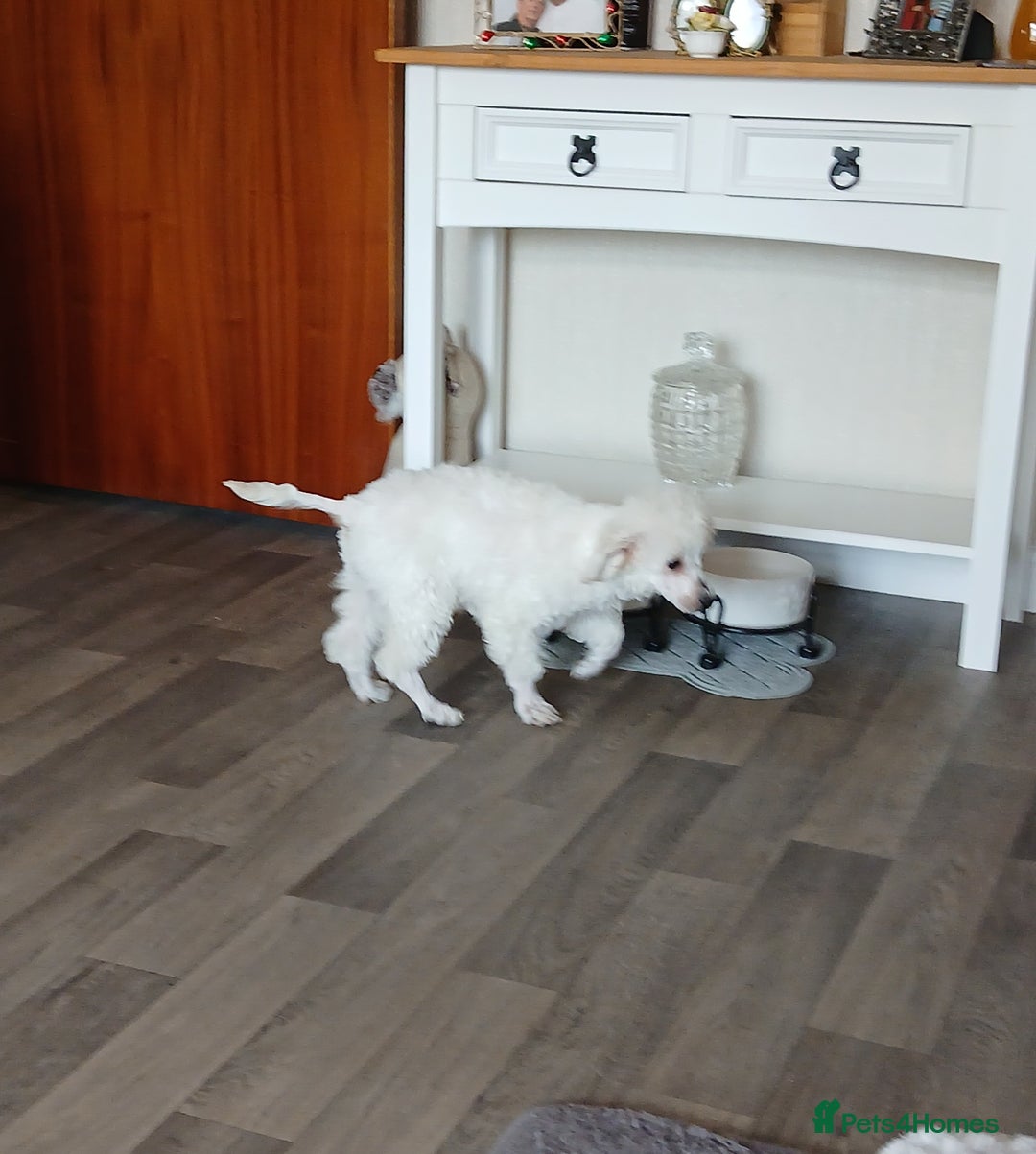 Miniature Poodle dogs for sale: Beautiful boy  - Image 8
