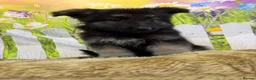 German Shepherd dogs for sale: German Shepherd puppies for sale - Advert 6