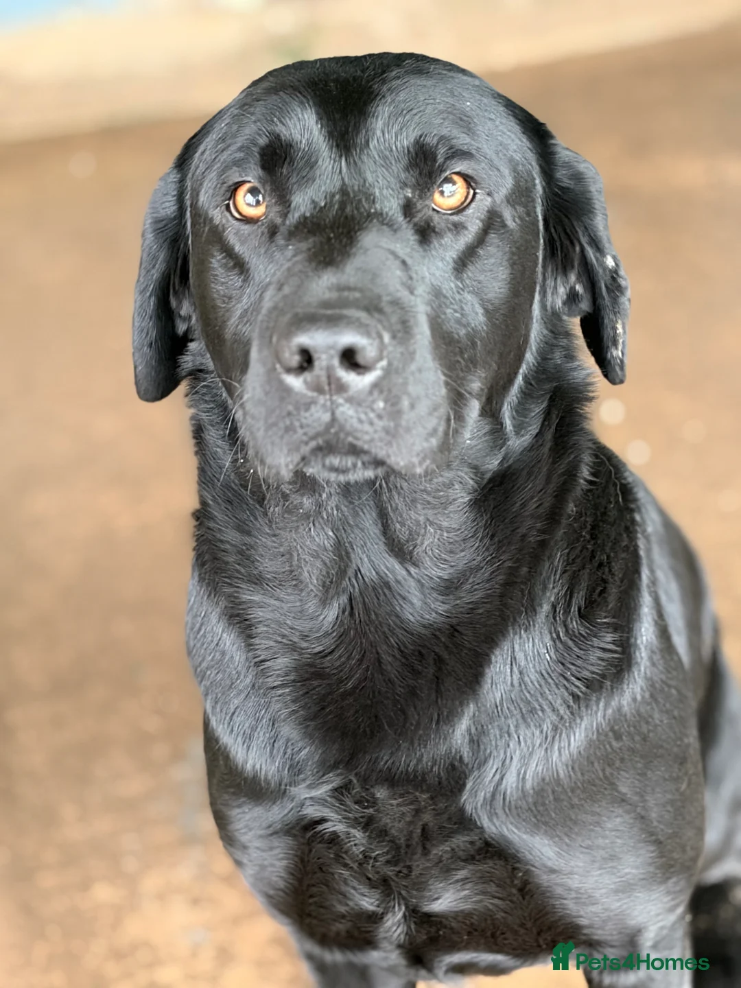 Labrador Retriever dogs for stud: KC registered well bred fully health tested  - Advert 2