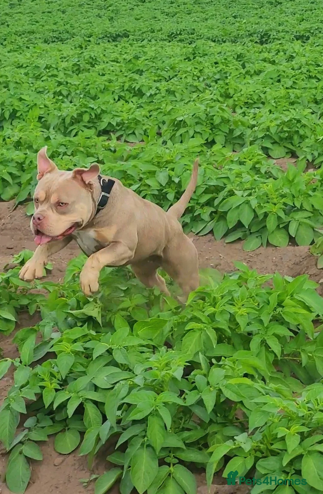 American Bully dogs for sale: Jasmine (Jaz) 3 year old female pocket bully  - Advert 2