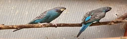 Budgerigars birds for sale: Pair of Black Face Budgies  - Advert 3