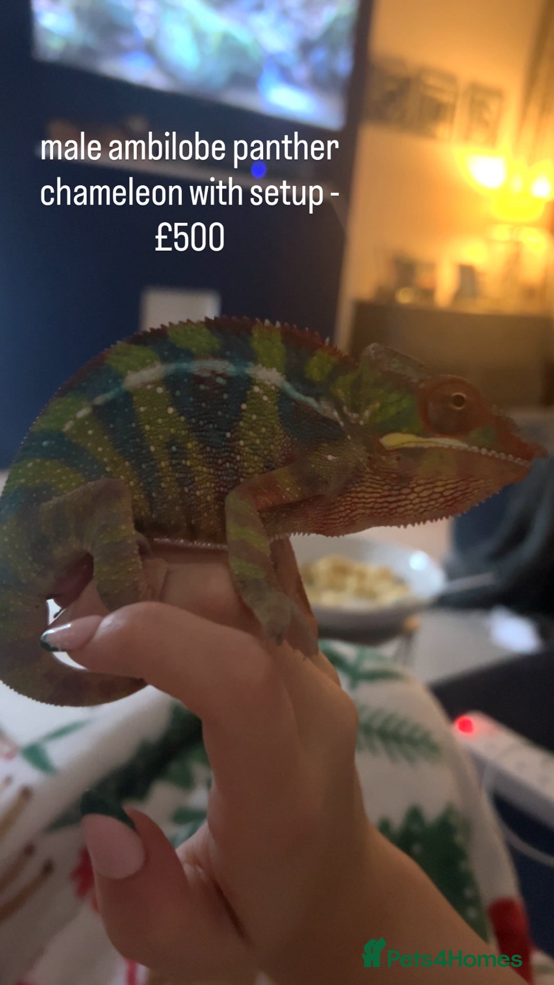 Mixed Breed reptiles for sale: Multiple Reptiles - Advert 1