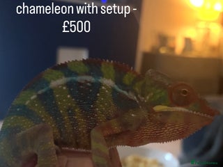 Mixed Breed reptiles Multiple Reptiles - Advert 1