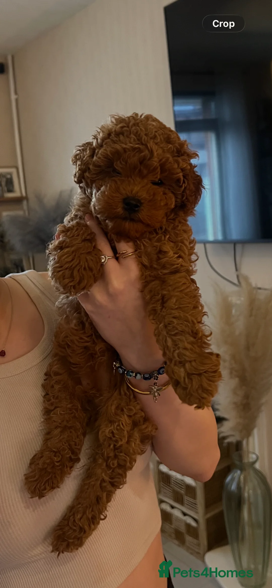 Toy Poodle dogs for sale: 💙Beautiful Toy Poodle Puppy, male, 9 weeks 💙 in Ipswich - Advert 2