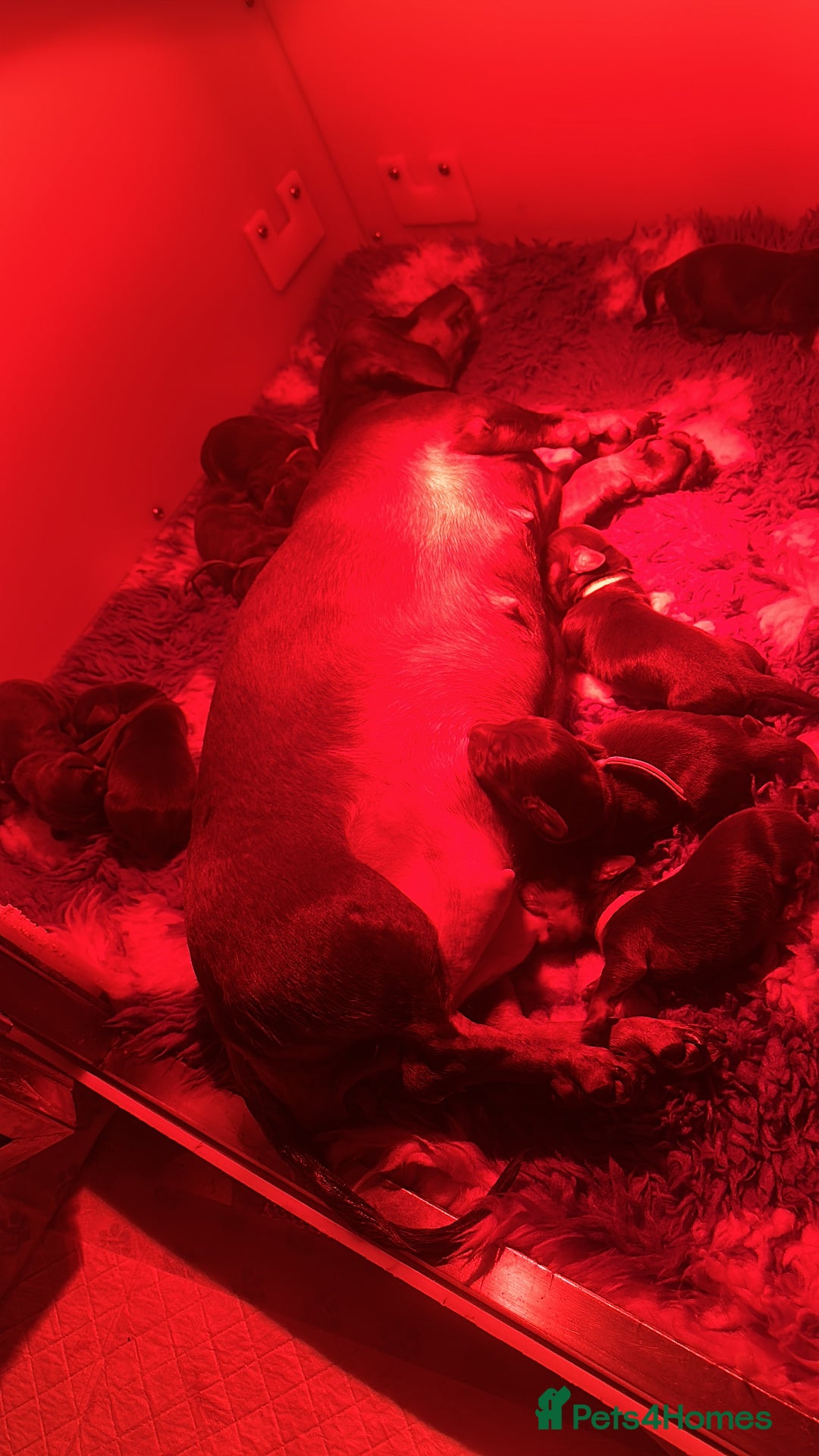 Miniature Dachshund dogs for sale: Chocolate and tan miniature dachshunds  - Advert 8