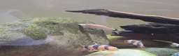 Other/Mixed Breed fish for sale: Siemese Flying Fox and Fish Net Flying Fox - Advert 6
