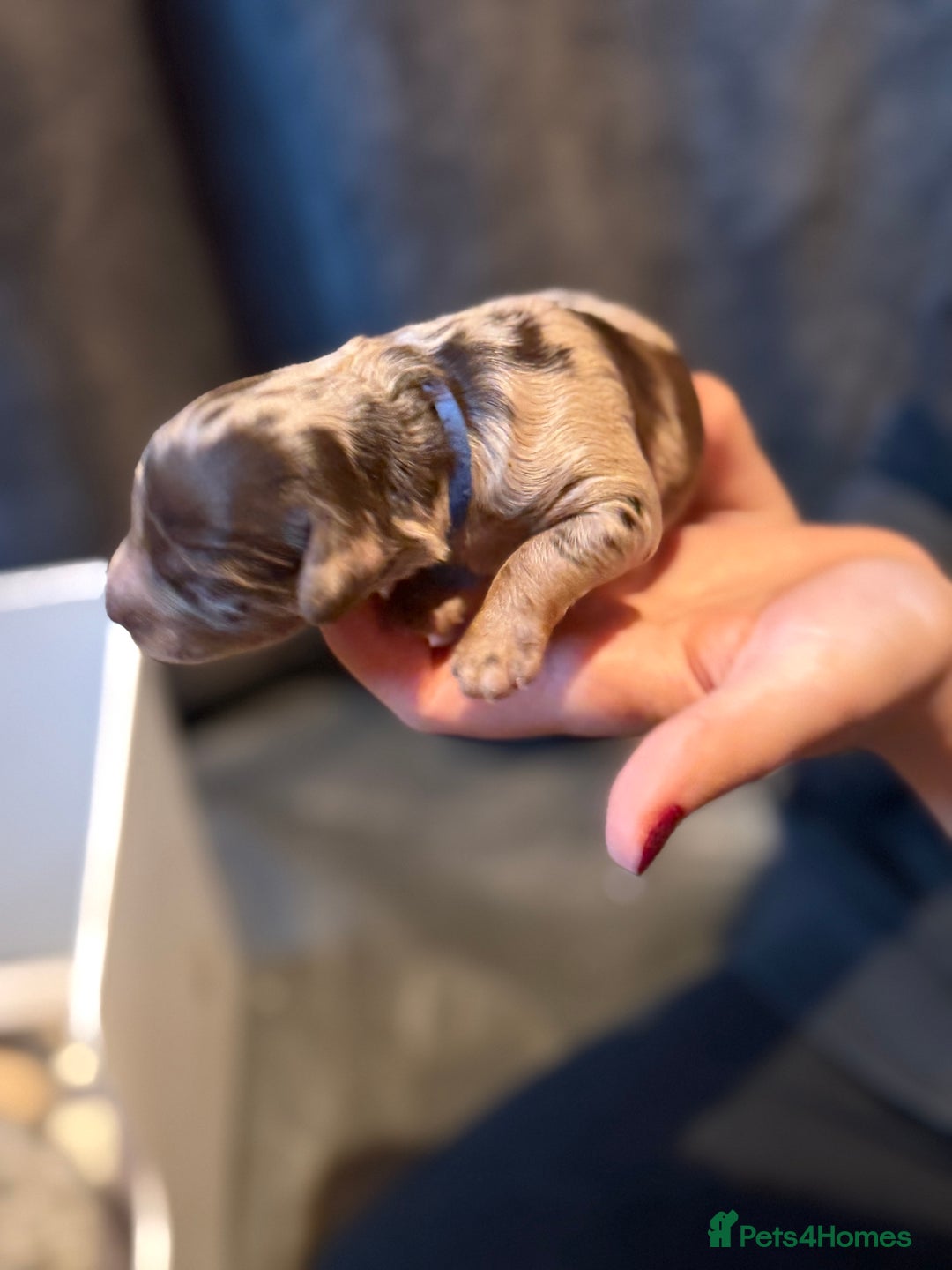 Cavapoo dogs for sale: F1b Health tested Phantom chocolate Merle Cavapoo - Advert 8