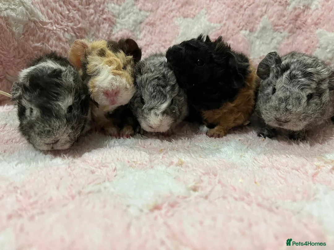 Guinea Pig rodents for sale: Lunkarya babies - Advert 1