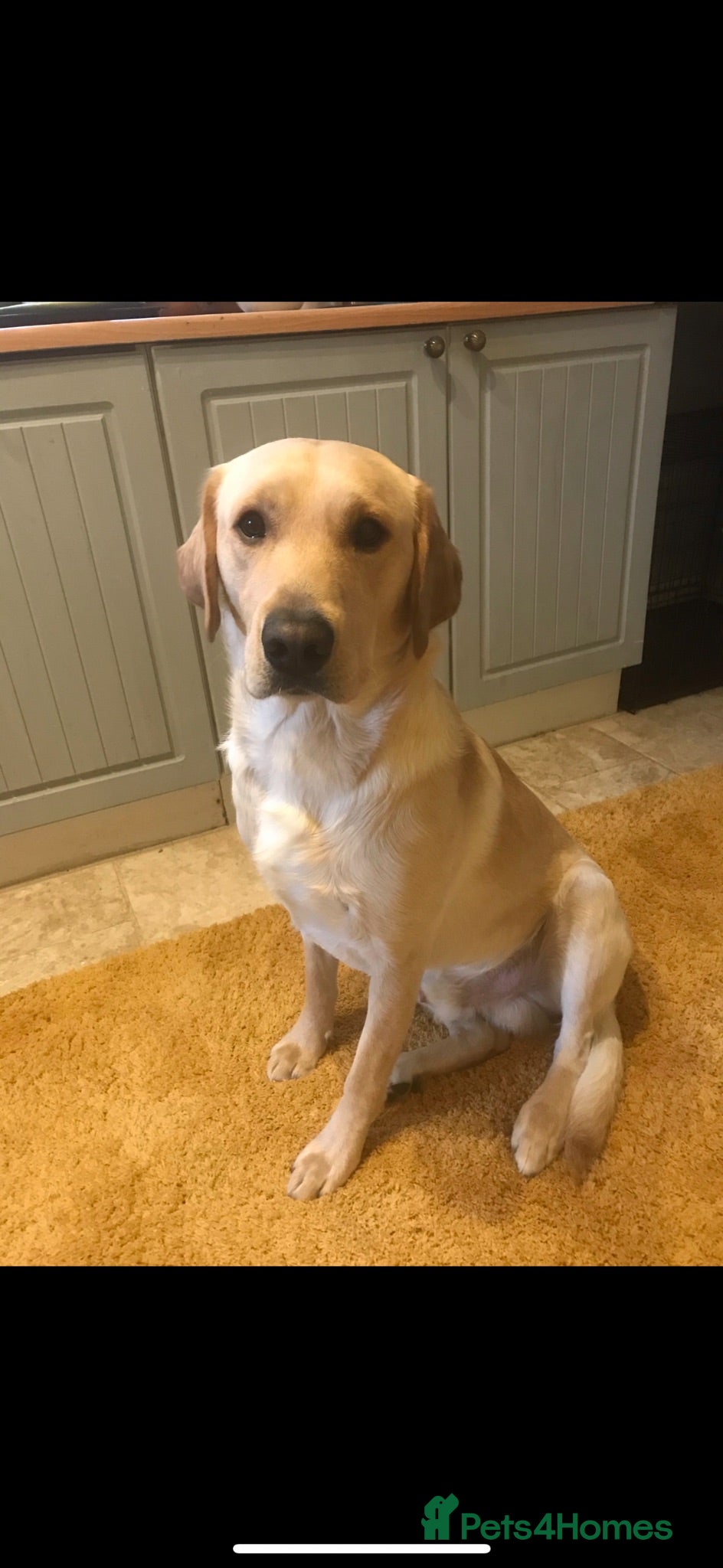 Labrador Retriever dogs Adult Male Labrador  - Advert 1