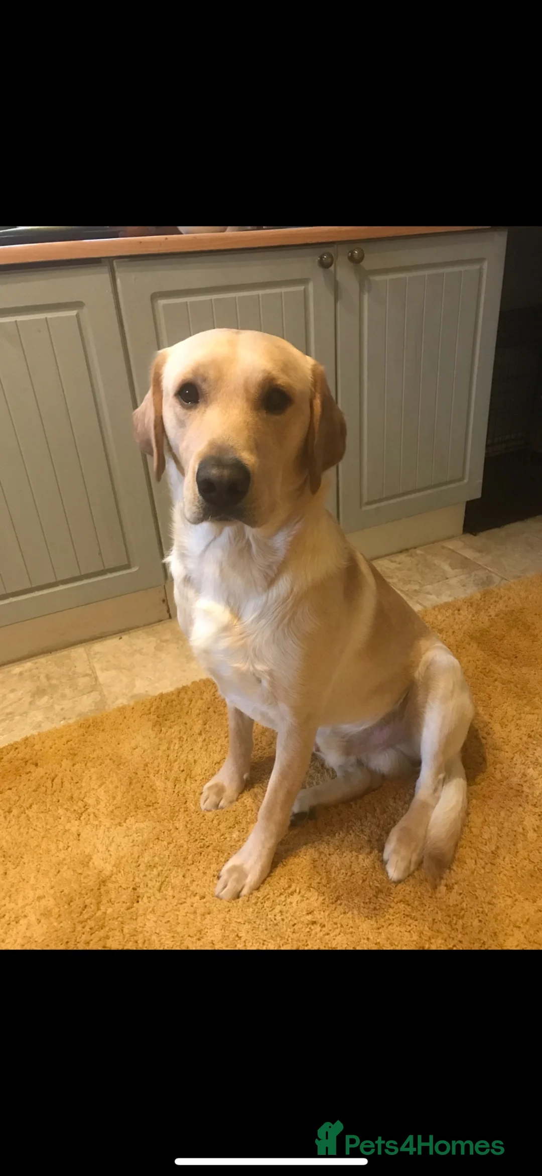 Labrador Retriever dogs for sale: Adult Male Labrador  - Advert 1