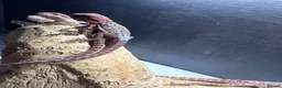 Bearded Dragon reptiles for sale: 100% red monster bearded dragon babies🐉 - Advert 5