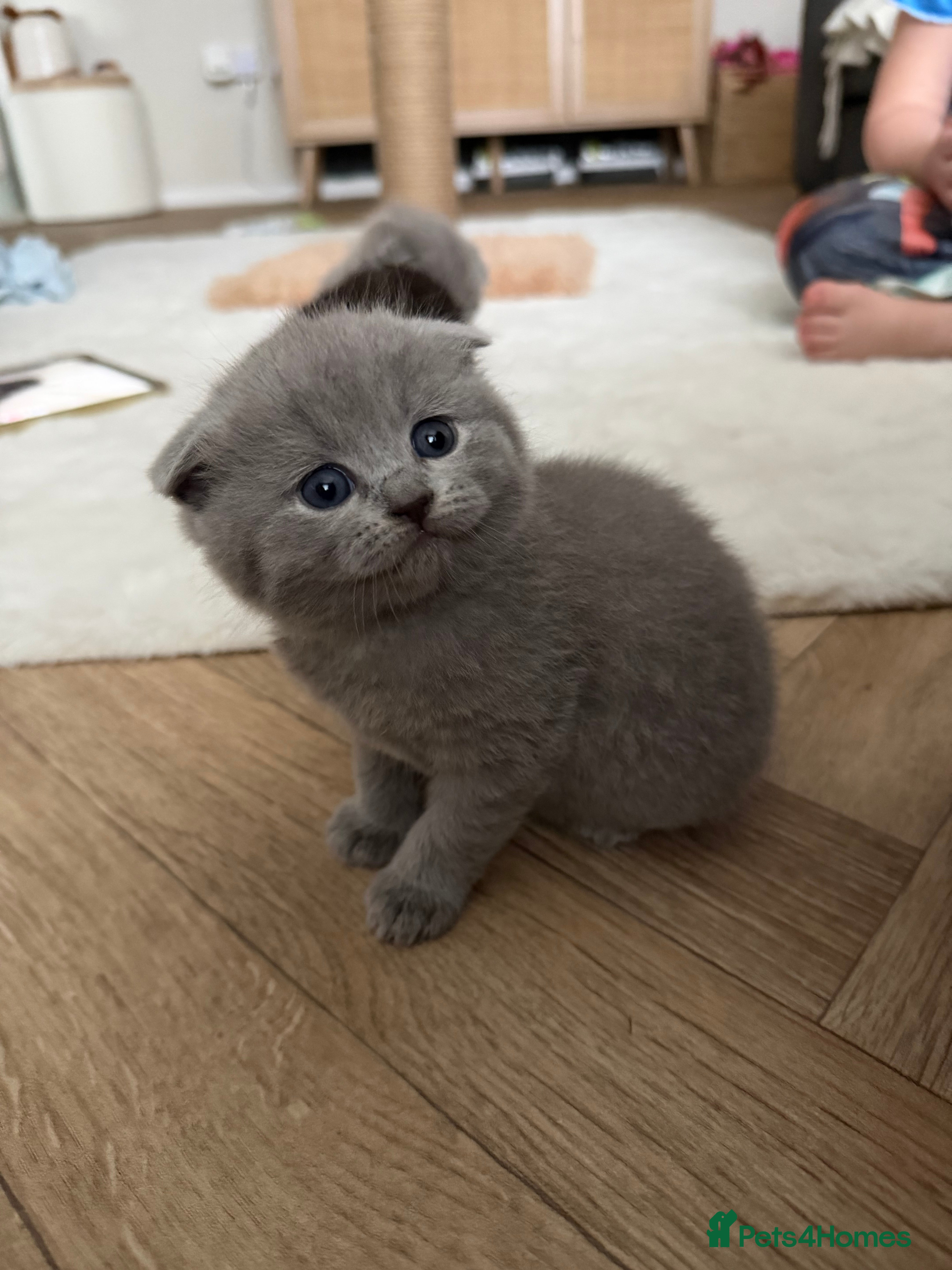 Scottish Fold cats 3 male Scottish fold kittens - Advert 13