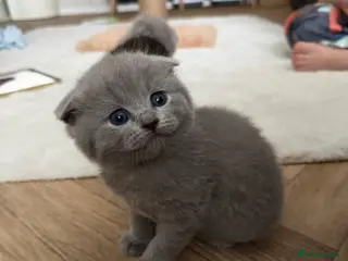 Scottish Fold cats 3 male Scottish fold kittens - Advert 13