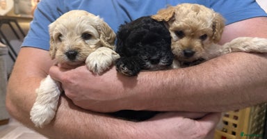 Cockapoo dogs - Advert 6