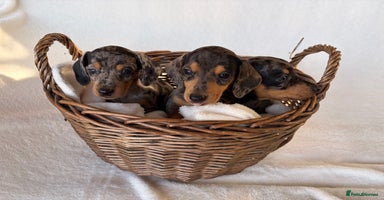 Miniature Dachshund dogs - Advert 8