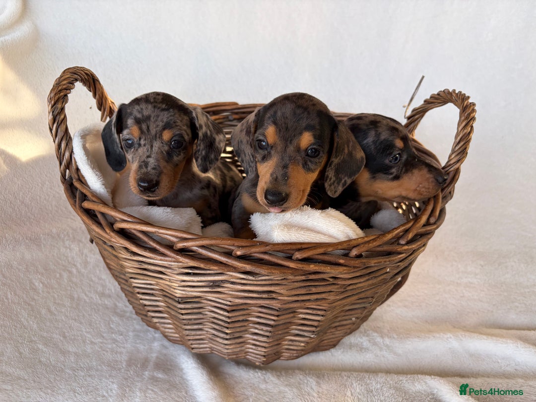 Miniature Dachshund dogs for sale: Miniature Dachshund Puppies - Image 4