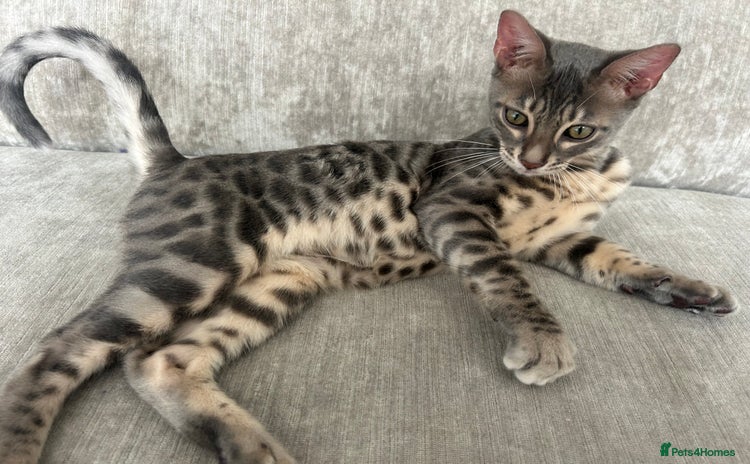 Bengal cats - Advert 3