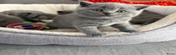 British Shorthair cats for sale: REDUCED GCCF active, 5 gen championship BSH - Advert 8