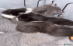 British Shorthair cats for sale: 4 kittens looking for their forever homes  - Image 3