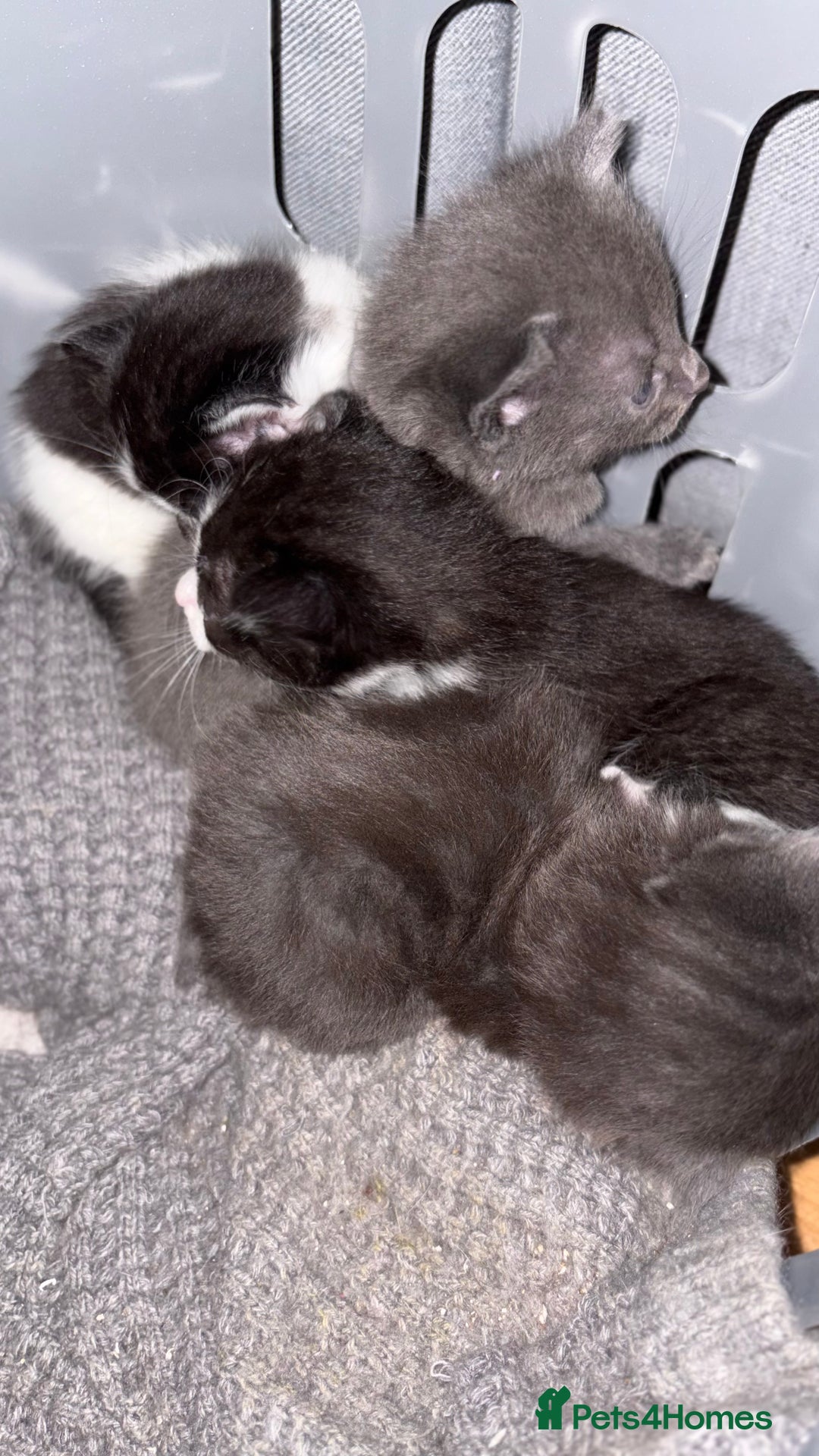 British Shorthair cats for sale: 4 kittens looking for their forever homes  - Image 3