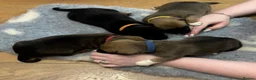 Jack Russell dogs for sale: Much wenlock boys in Worcester - Advert 6