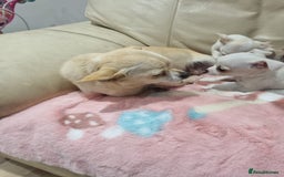 Chihuahua dogs for sale: Chihuahua puppies for sale  - Image 22
