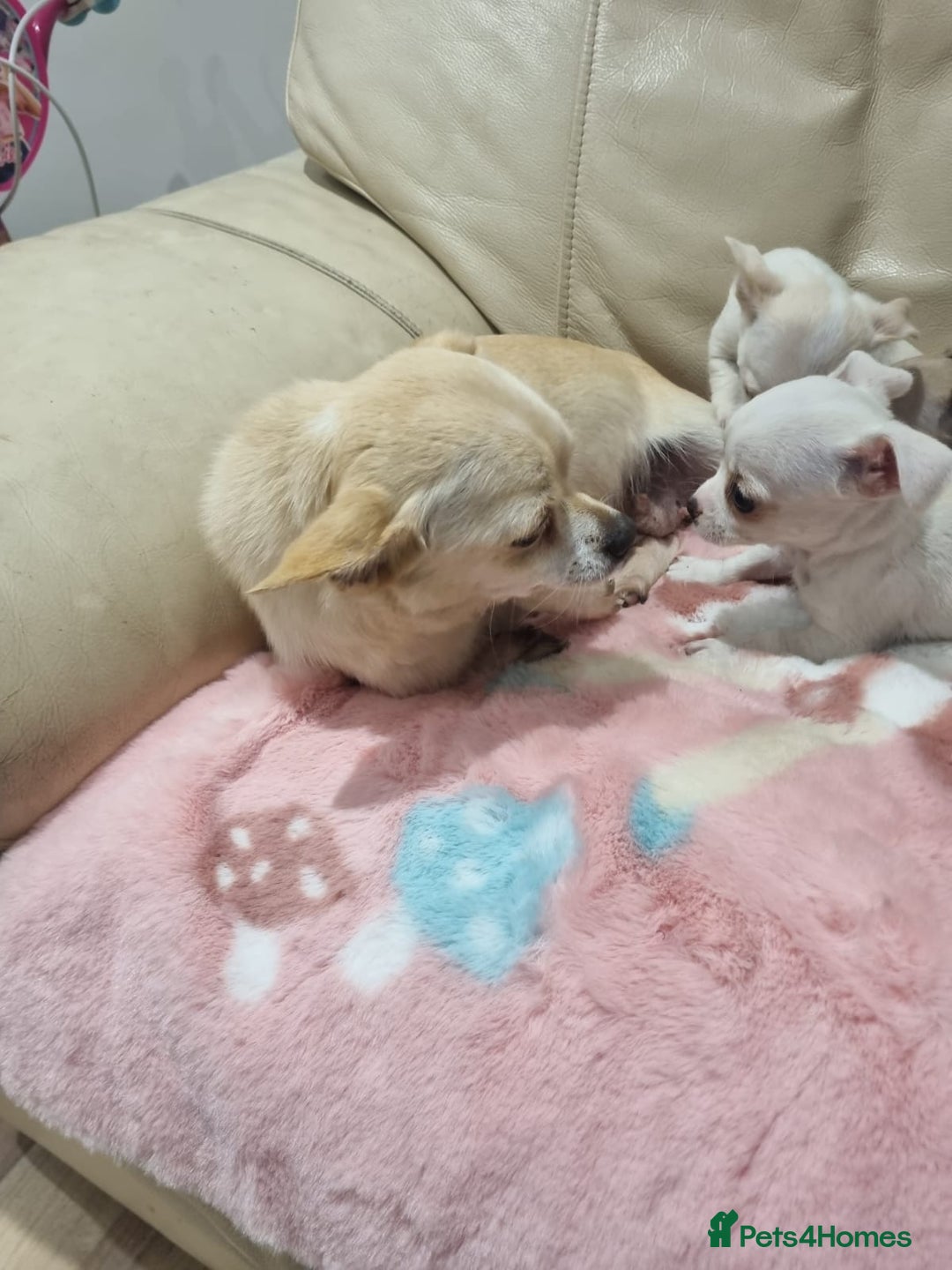 Chihuahua dogs for sale: Chihuahua puppies for sale  - Image 22