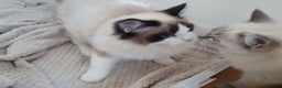 Ragdoll cats for stud: GCCF Active seal bicolour stud / 3 visits in Farnborough - Advert 3