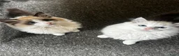 Ragdoll cats for sale: 2 ragdoll girls looking for their forever homes💞 - Advert 2