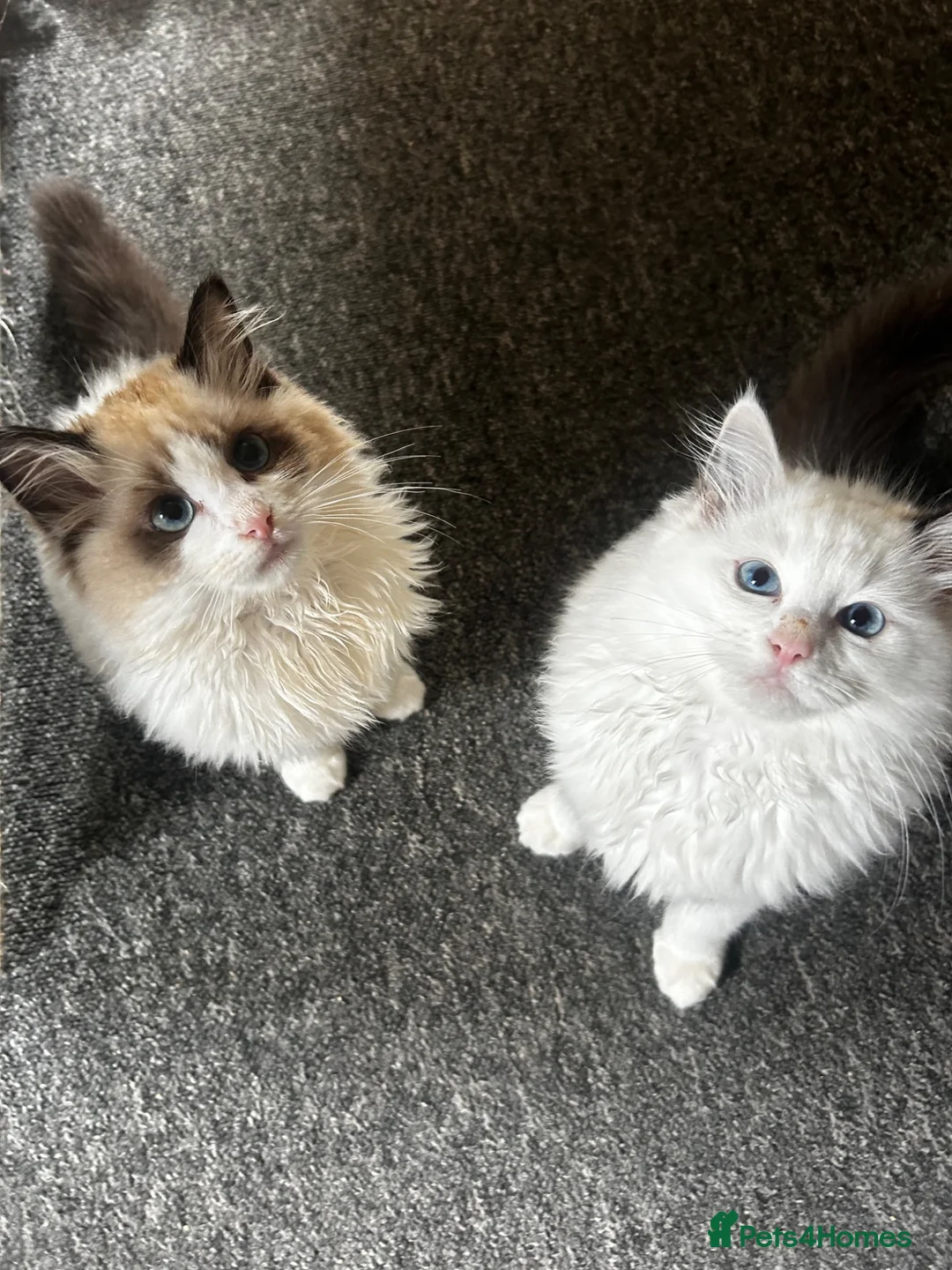 Ragdoll cats for sale: 2 ragdoll girls looking for their forever homes💞 - Advert 2